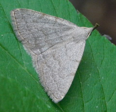 Pechipogo strigilata