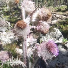 Cirsium jorullense