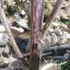 Cirsium jorullense