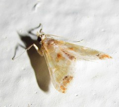 Neoleucinodes