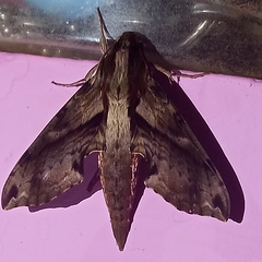 Eupanacra