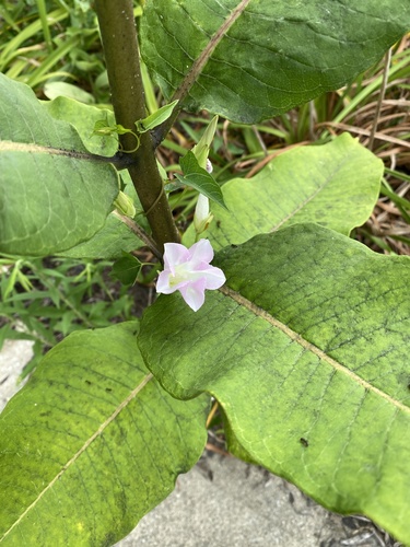 Calystegia sepium ssp. erratica