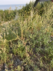 Lappula consanguinea