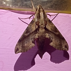 Eupanacra