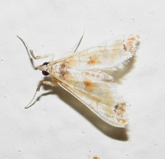Neoleucinodes
