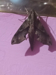 Eupanacra