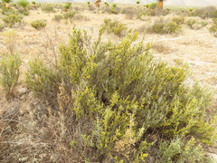 Condalia ericoides