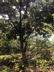 Averrhoa carambola