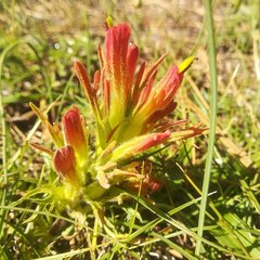 Castilleja moranensis