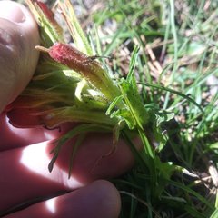 Castilleja moranensis