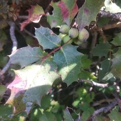 Berberis alpina