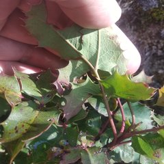 Berberis alpina