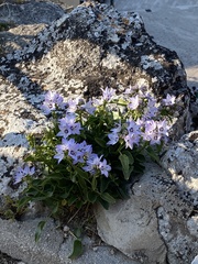 Campanula versicolor tenorei