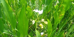 Sagittaria macrophylla