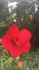 Hibiscus coccineus