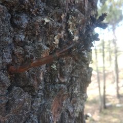 Arceuthobium vaginatum