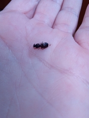 Lasius