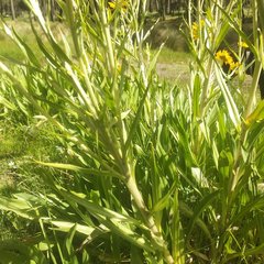 Hymenoxys integrifolia