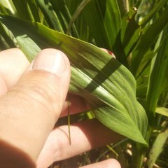 Hymenoxys integrifolia