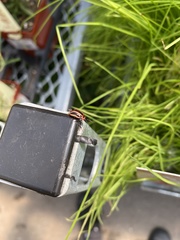 Calligrapha californica