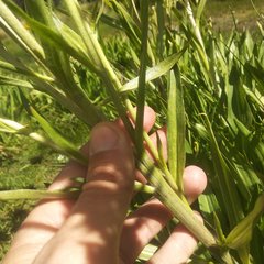 Hymenoxys integrifolia