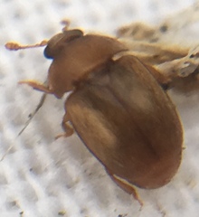 Epuraea melanocephala