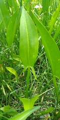 Sagittaria macrophylla