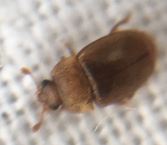 Epuraea melanocephala