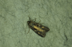 Actebia fennica