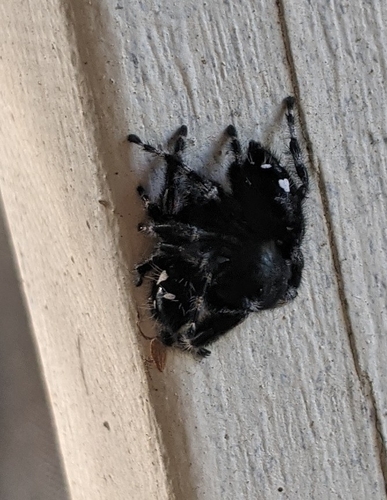 Bold Jumping Spider photographed in Texas
