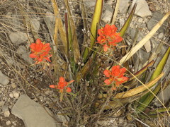 Castilleja rigida
