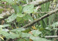 Nyctemera adversata