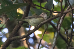 Microeca flavigaster