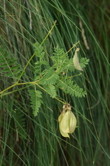Astragalus penduliflorus