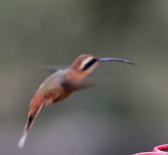 Phaethornis griseogularis