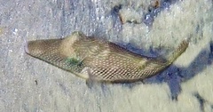 Canthigaster margaritata