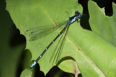 Chromagrion conditum