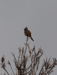 Pycnonotus leucogenys