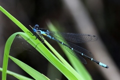 Chromagrion conditum