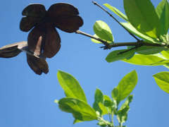 Semialarium mexicanum