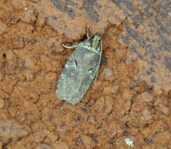 Agonopterix lythrella