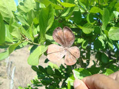 Semialarium mexicanum