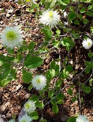 Fothergilla