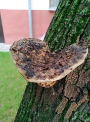Polyporales