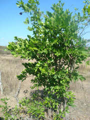 Semialarium mexicanum