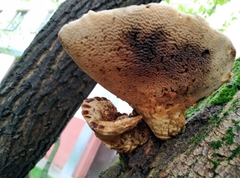 Polyporales