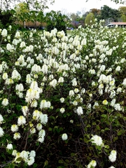 Fothergilla