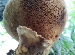 Polyporales
