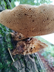 Polyporales