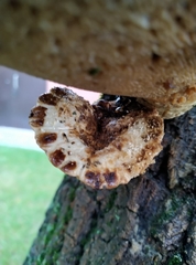 Polyporales